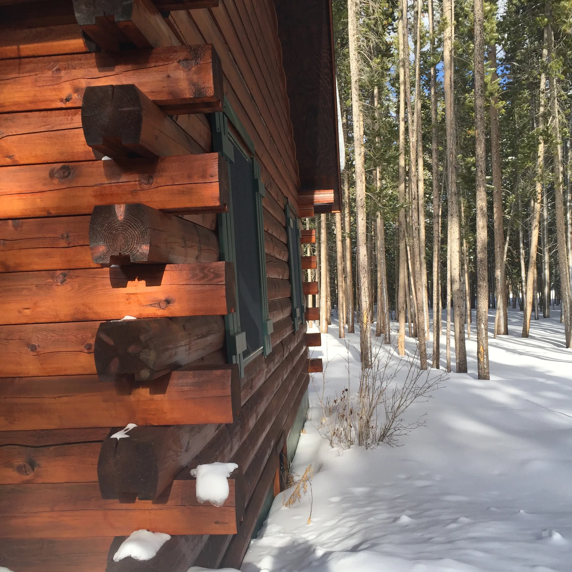 Log corner of the cabin with fresh snow and forest beyond